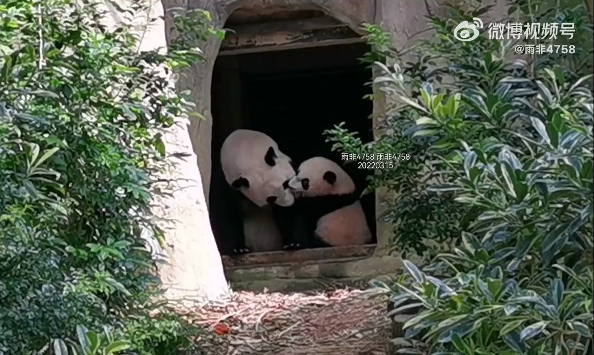 大熊猫叻叻的成长回忆录 一直在闹麻咪的皮皮叻 20220315-3/3 (214日齡) @ 新加坡河川生态园