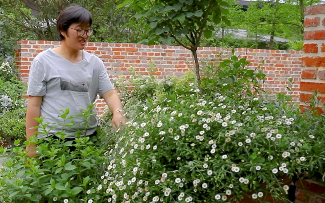 花园入口的巨型花园盆栽来看看你认识几种植物海妈植物推荐海妈植物