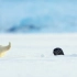 #北极熊# 啊啊啊可爱坏了！北极熊宝宝被突然钻出来的海豹吓到