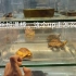 广州乌龟市场实录，拍乌龟视频这么久加温棒终于来送了