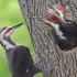 啄木鸟给宝宝喂食，这巢穴满分好评！