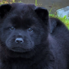 黑狗黑舌头，中华田园犬之五黑犬，十分稀有，霸气十足