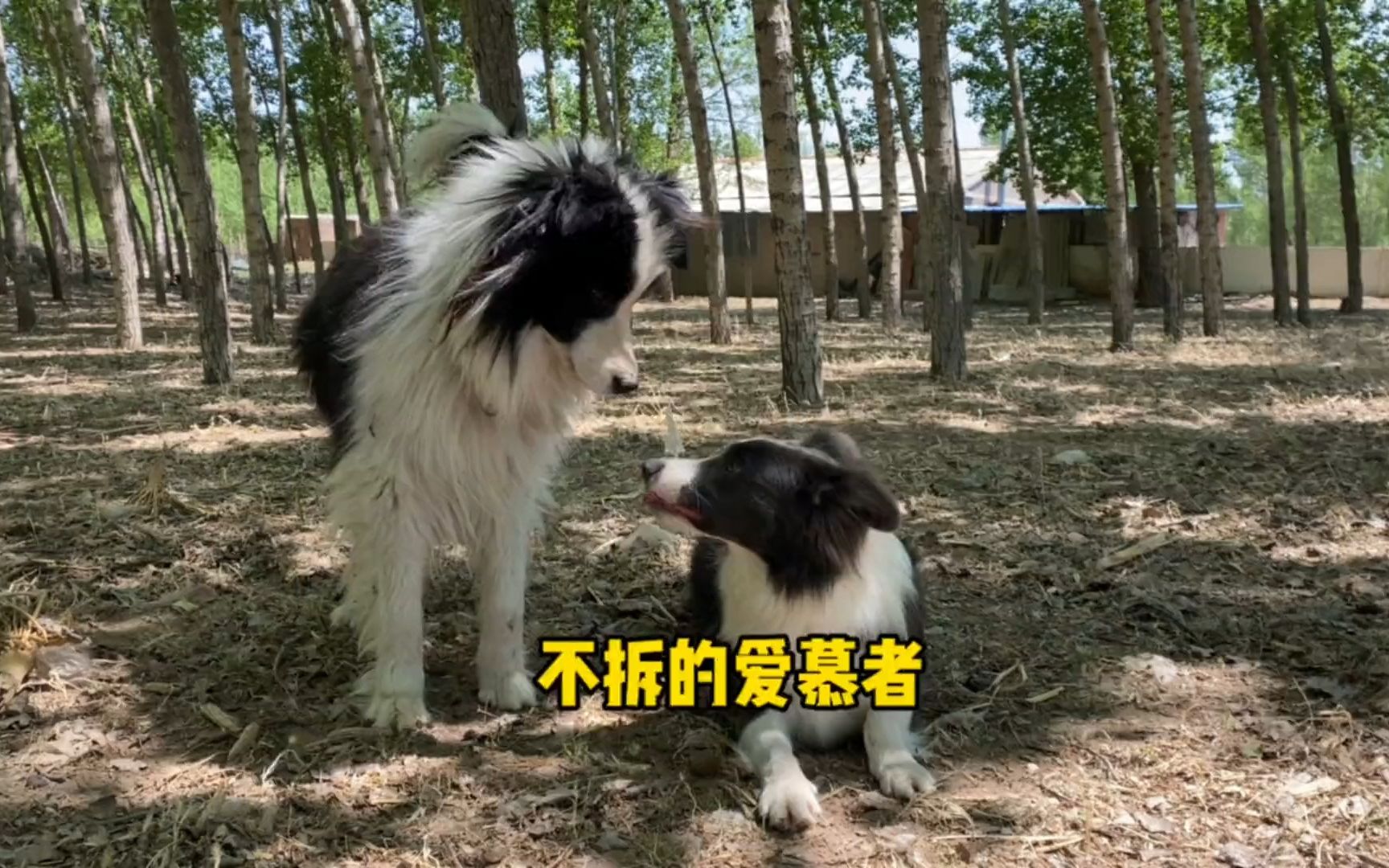 狗的审美是什么样的？我不理解 屋内有饿犬 屋内有饿犬 哔哩哔哩视频 6445