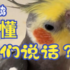 鹦鹉能听懂我们说话吗