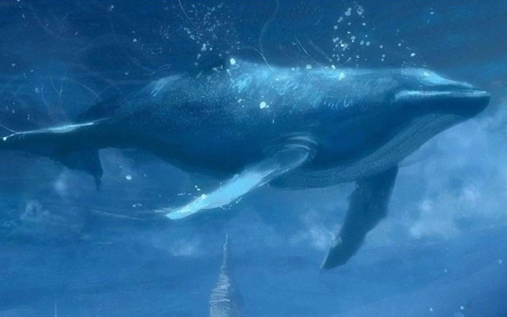 一鲸落，万物生。鲸落，令人震撼的生命奇观|鲸鱼|万物生|海洋生物_新浪新闻