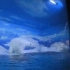 天津海昌极地海洋公园-北极熊