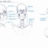 【绘画】Painting _ 关于人头骨的结构与画法-ANATOMY OF THE HEAD PT. 1  BONEY 