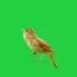 绿幕视频素材夜莺