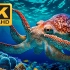 [4K 60帧] 章鱼: 水下奇怪的生物 [动物世界]