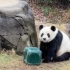 「旅美」在下雪天玩漏食盒的大熊猫乐乐 还像小熊熊一样可爱 -2022.01.07
