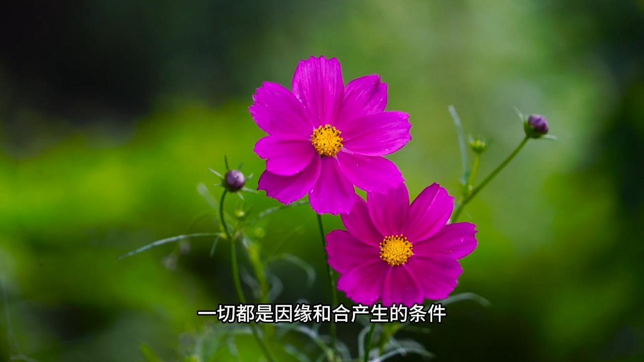 什么才是真正的臣服？千万别再把躺平和逆来顺受当做臣服了，这样只会让你在痛苦的漩涡里越陷越深！