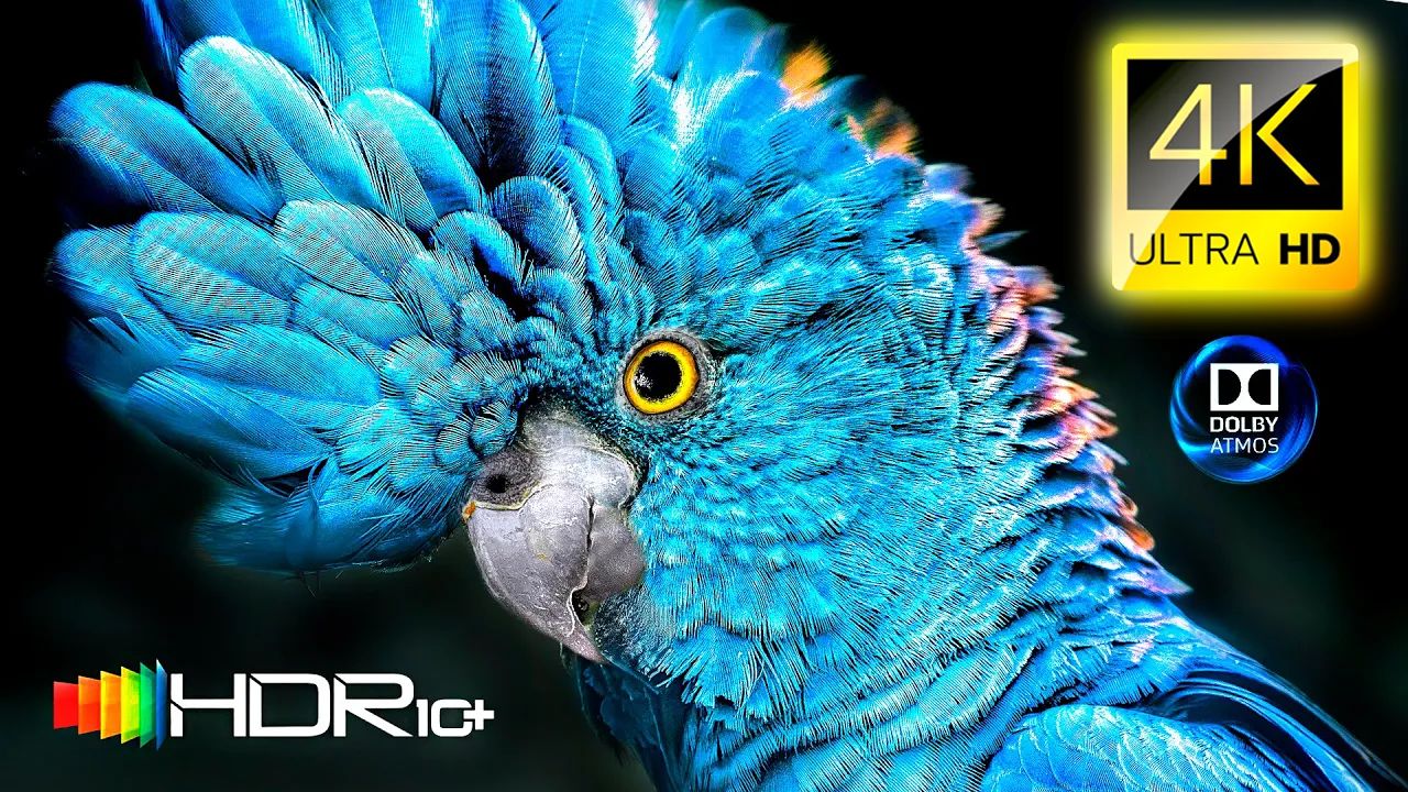 最佳【4K HDR10+] - ULTRA HD - 杜比视界