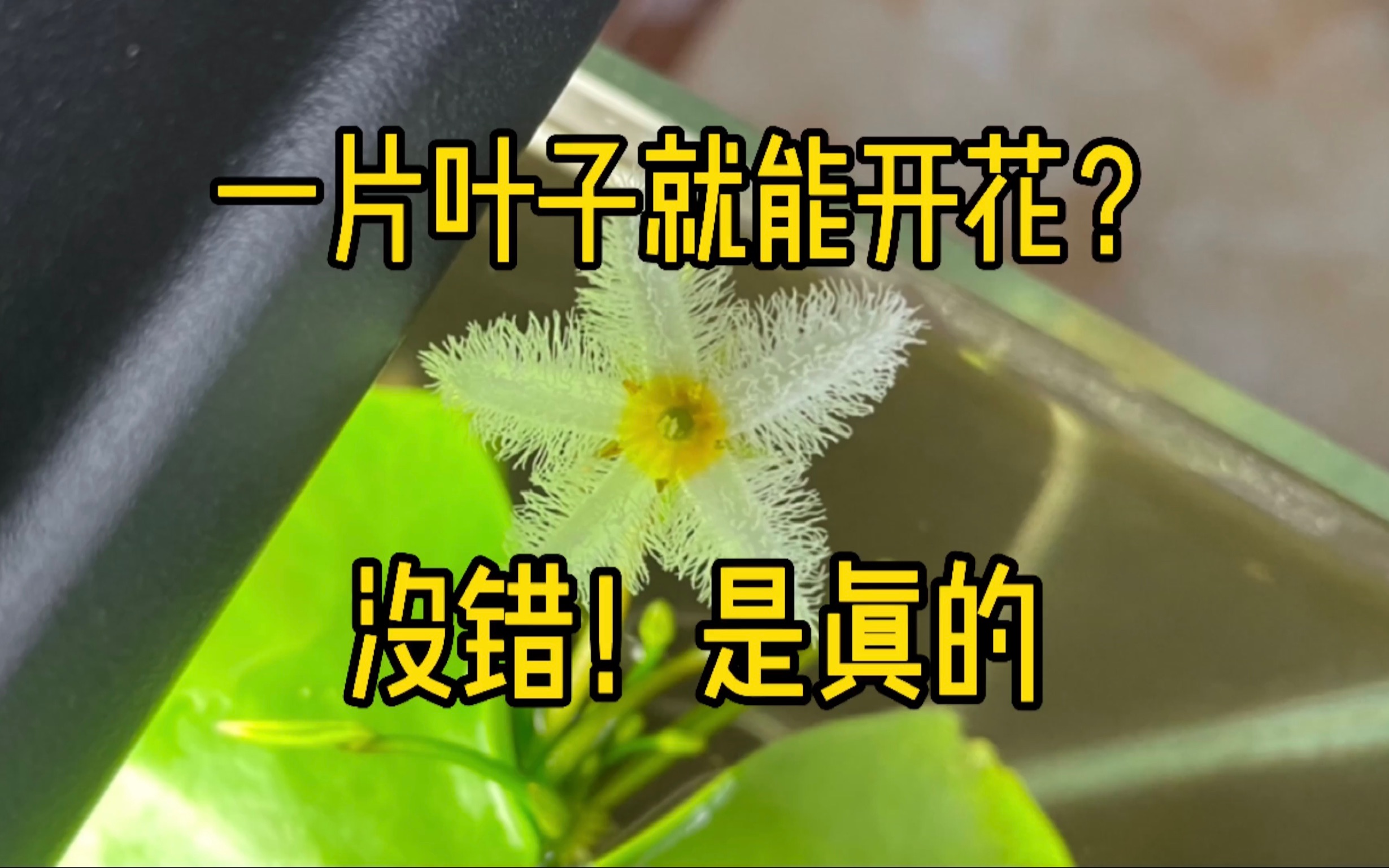 一片叶子就能开花？没错！是真的