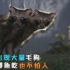 上海出现大量“毛狗”，会抓鲫鱼吃，与流浪猫争地盘，也不怕人