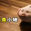 小猪存钱罐，居然活了过来，结果却被人摔碎