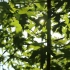 阳光穿过树叶视频素材