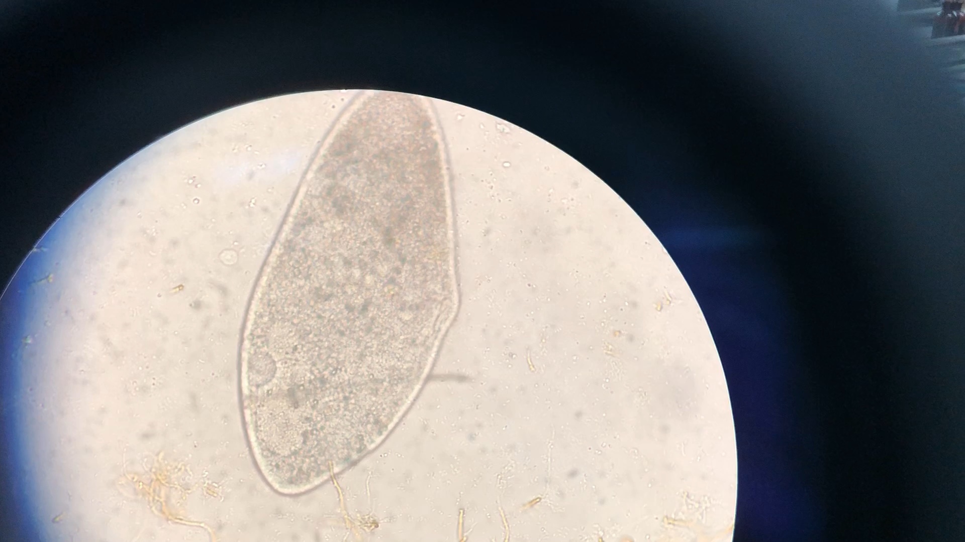 尾草履虫是显微镜下的单细胞纤毛原生动物和细菌属照片摄影图片_ID:323895449-Veer图库