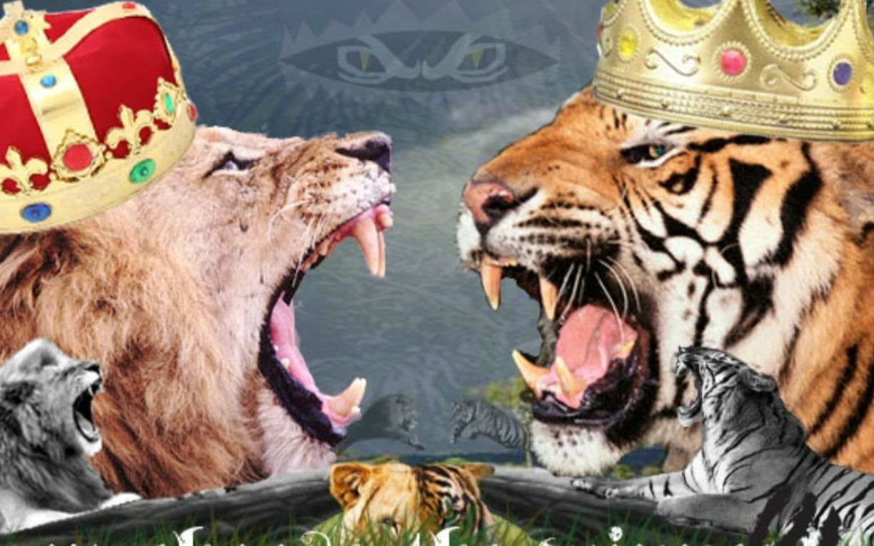 狮子和老虎的叫声对比  能听出狮吼与虎啸的区别吗