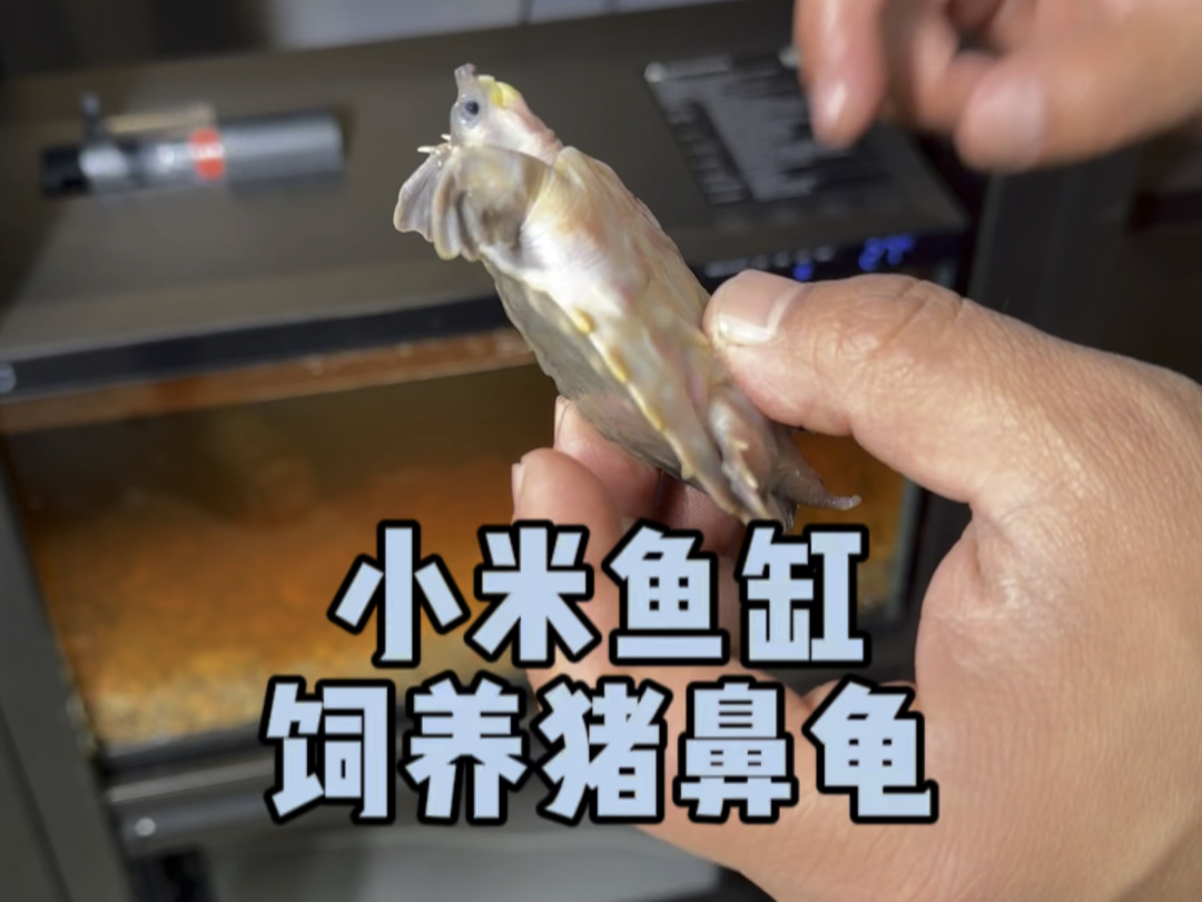 小米鱼缸饲养猪鼻龟
