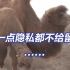新疆的骆驼一点隐私都没有了