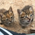 被人抛弃在河边的两只小猫，今天给这两个小家伙找到新家了！