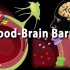 动画 | 血脑屏障的组成和功能