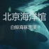 北京海洋馆白鲸海豚表演