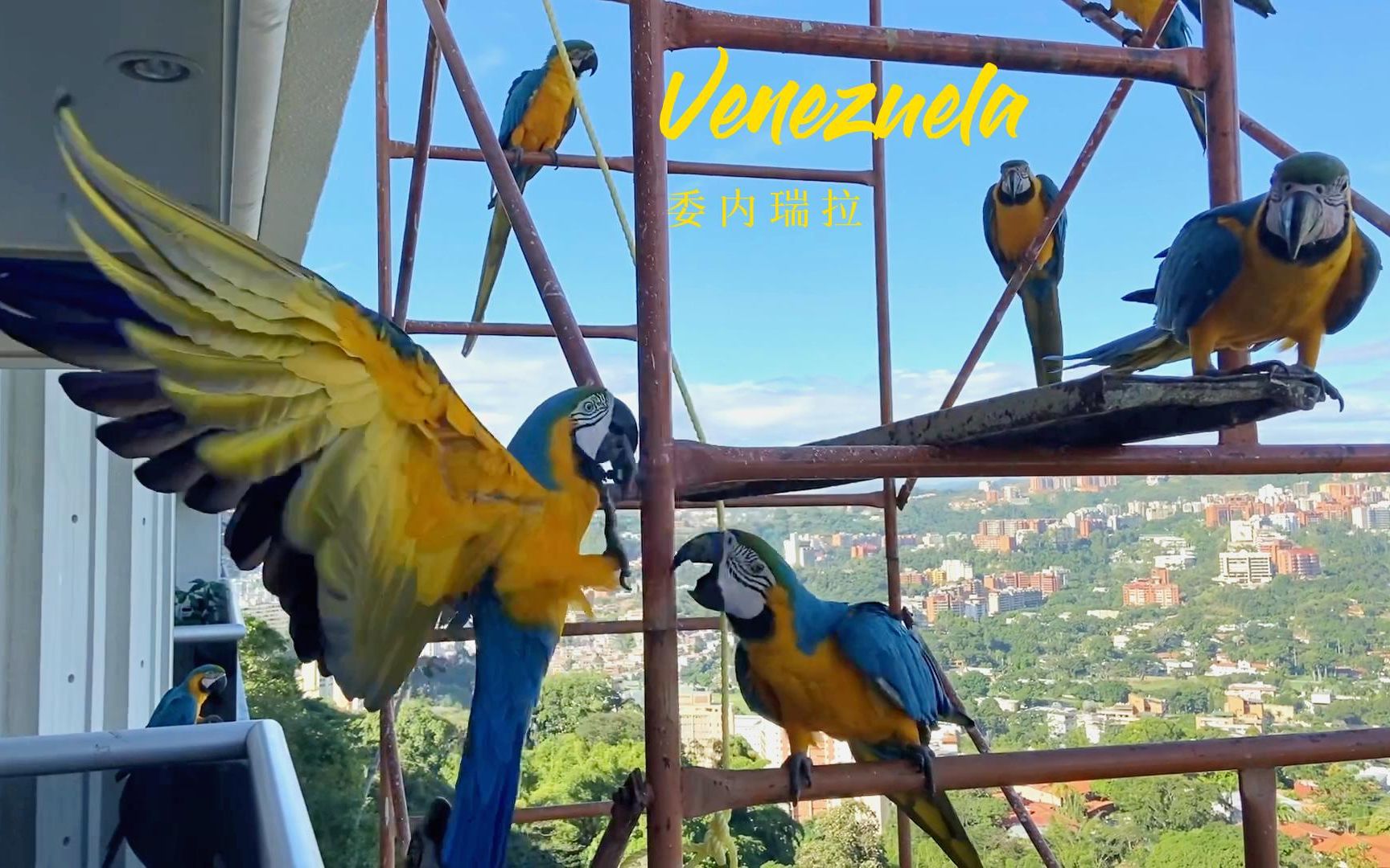 （原声）委内瑞拉的金刚鹦鹉，加拉加斯的任何一个地方都能听见它们欢快的声音，群居动物就是一大群一起活动，到晚上七点就回棕榈树上睡觉。
