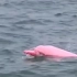 西沙海域惊现粉色海豚