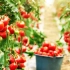 Amazing Greenhouse Tomatoes Farming - Greenhouse Modern Agri