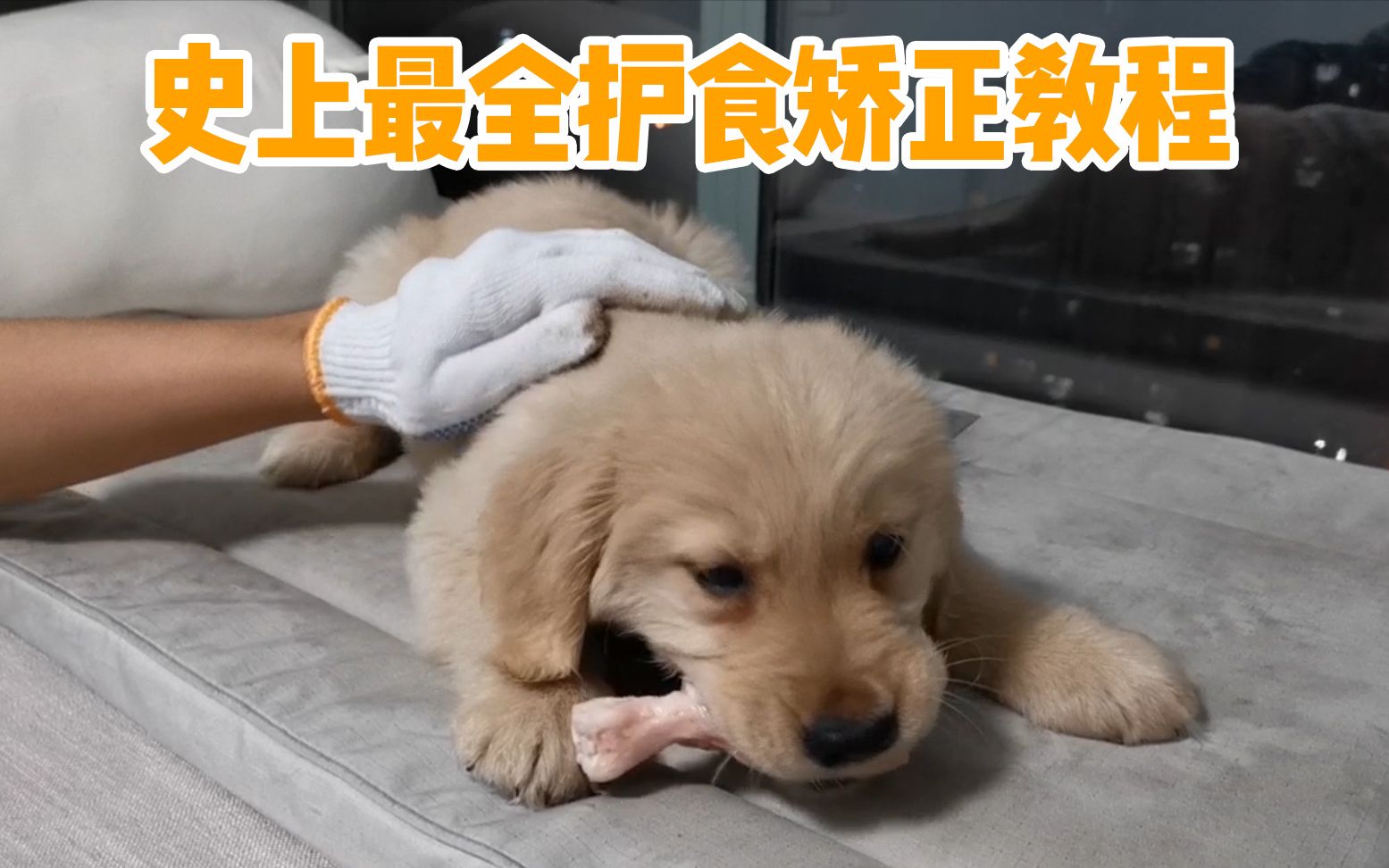 【训犬】全网最全矫正狗狗护食教程