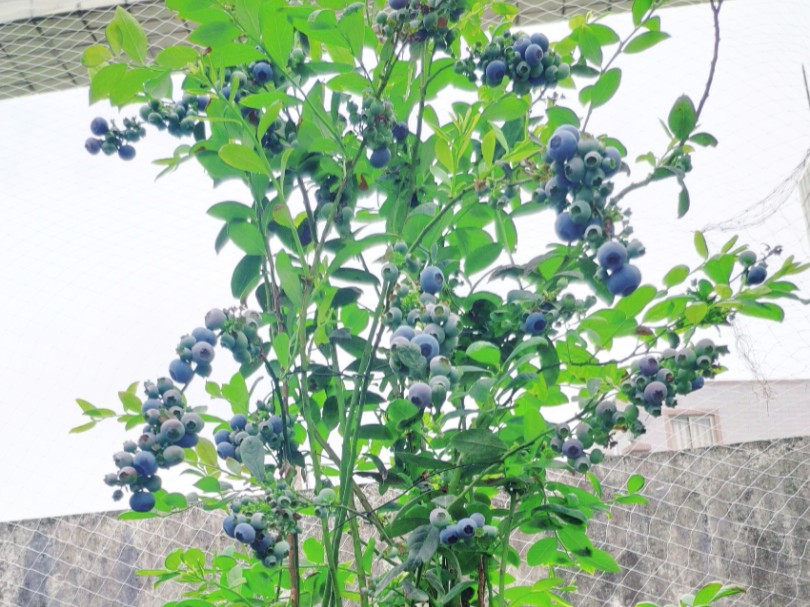 盆栽蓝莓要想高产，就得这样剪，不花钱果子呼呼长！