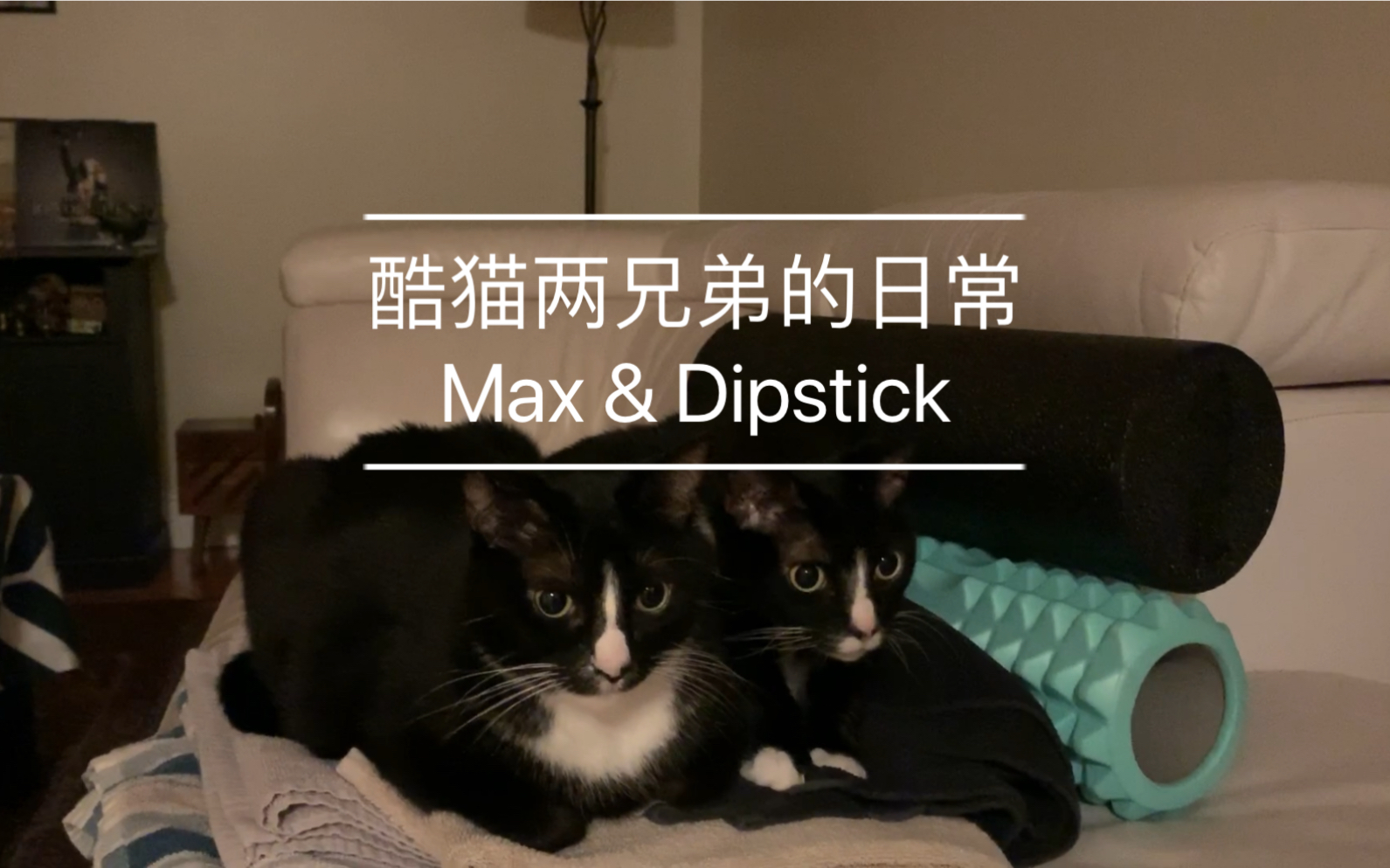 June 2 Cats Brother 酷猫两兄弟的日常 Max And Dipstick 宠物 猫咪 哔哩哔哩 つロ干杯 Bilibili