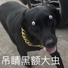 再也不用担心黑夜踩黑狗了呢#黑色拉布拉多 #拉不拉猪 #瞧这小眼神