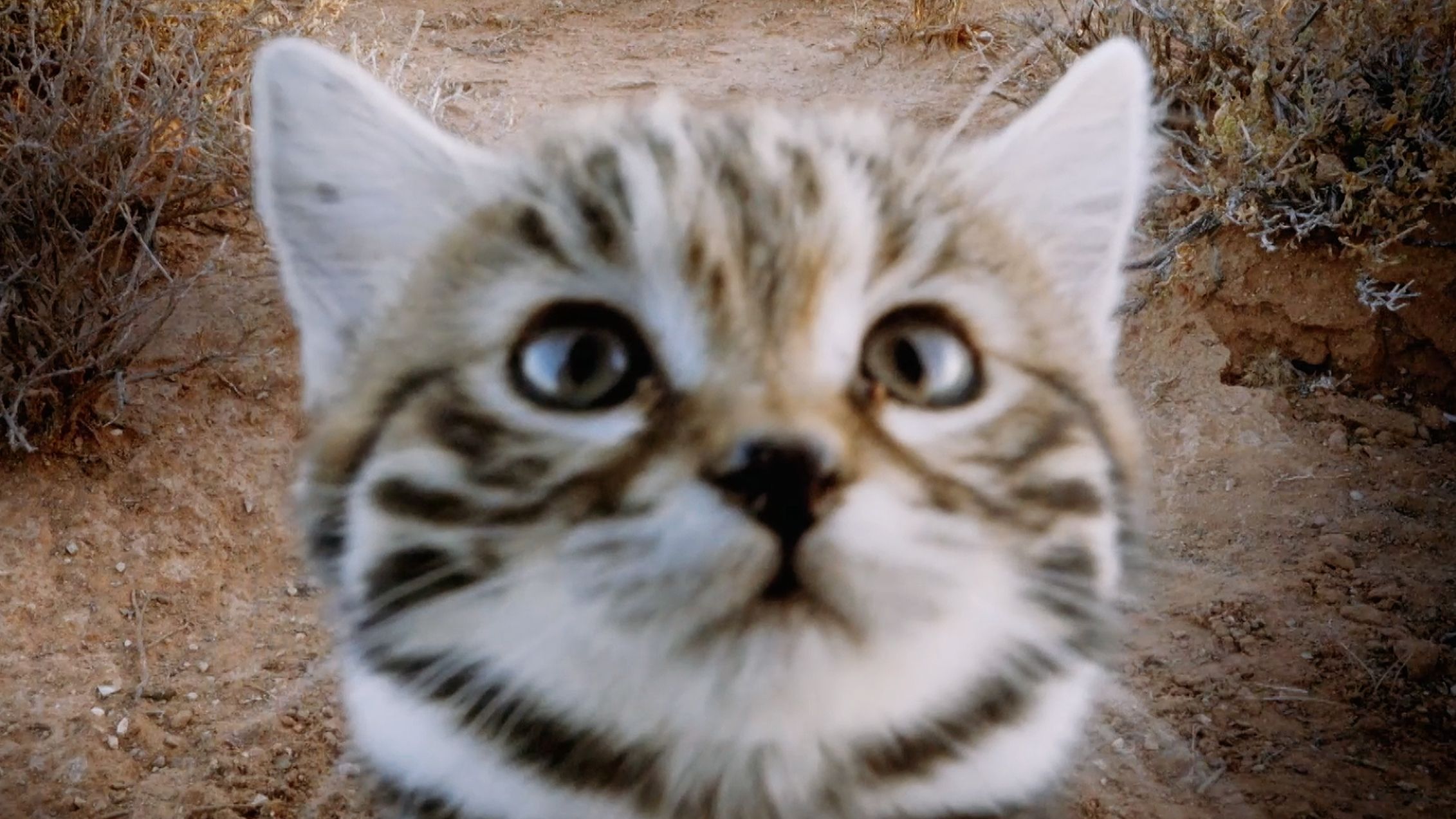 沙漠中还有野生小猫咪？把毒蛇当辣条吃，超凶哒！！