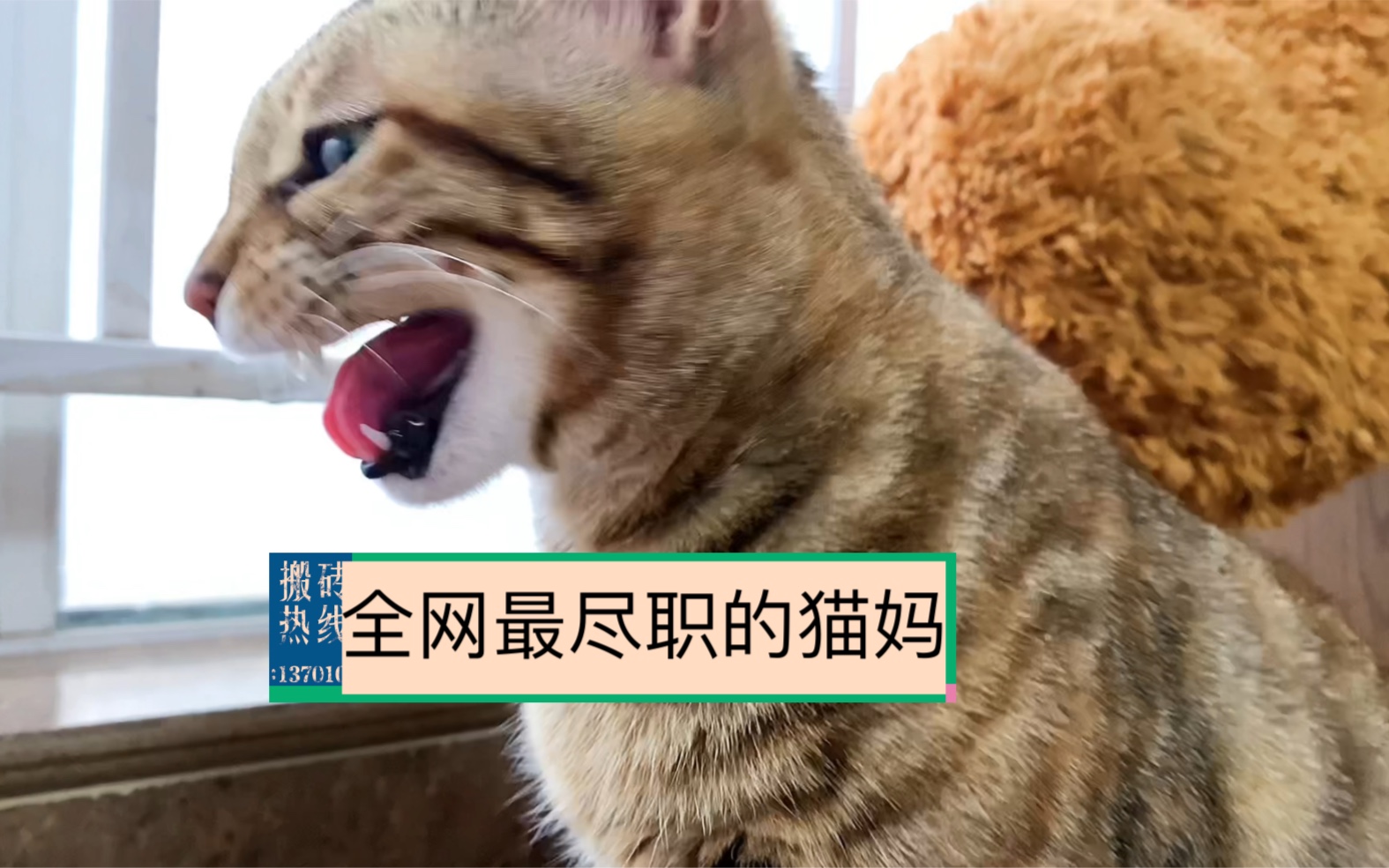 教子有方!小猫咪第一次犯错误猫妈严厉管教,猫咪低头认错奶萌可爱!哔哩哔哩bilibili