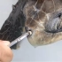 一只大海龟鼻子里插入了一根吸管