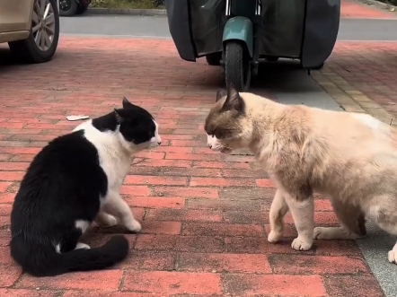 猫儿这个浑身颤抖，摇头晃脑