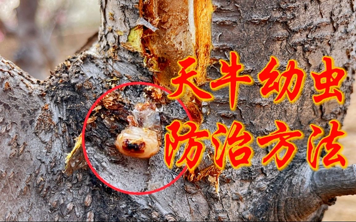 天牛幼虫对桃树的危害，太厉害了，防治的方法你知道吗？进来看看吧