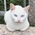 偶遇一只颜值逆天的蓝宝石眼睛猫咪