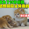 小奶猫为获得后妈的爱，主动照顾同父异母的幼崽，最后结局太暖心