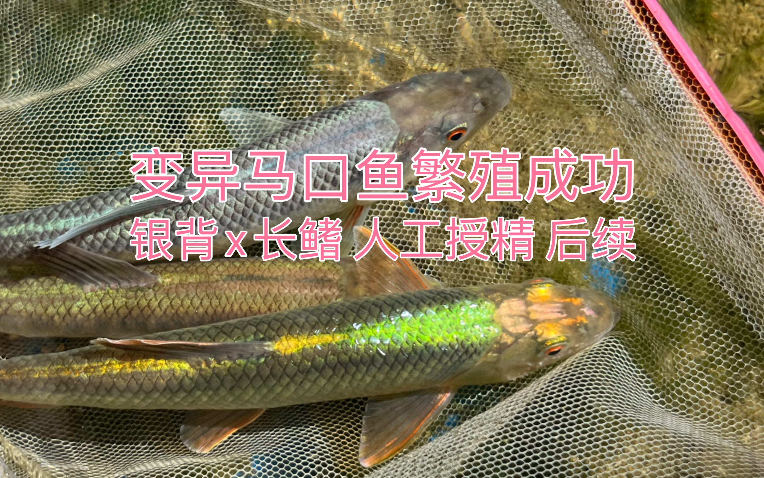 变异马口鱼繁殖成功 银背x长鳍 人工授精 后续