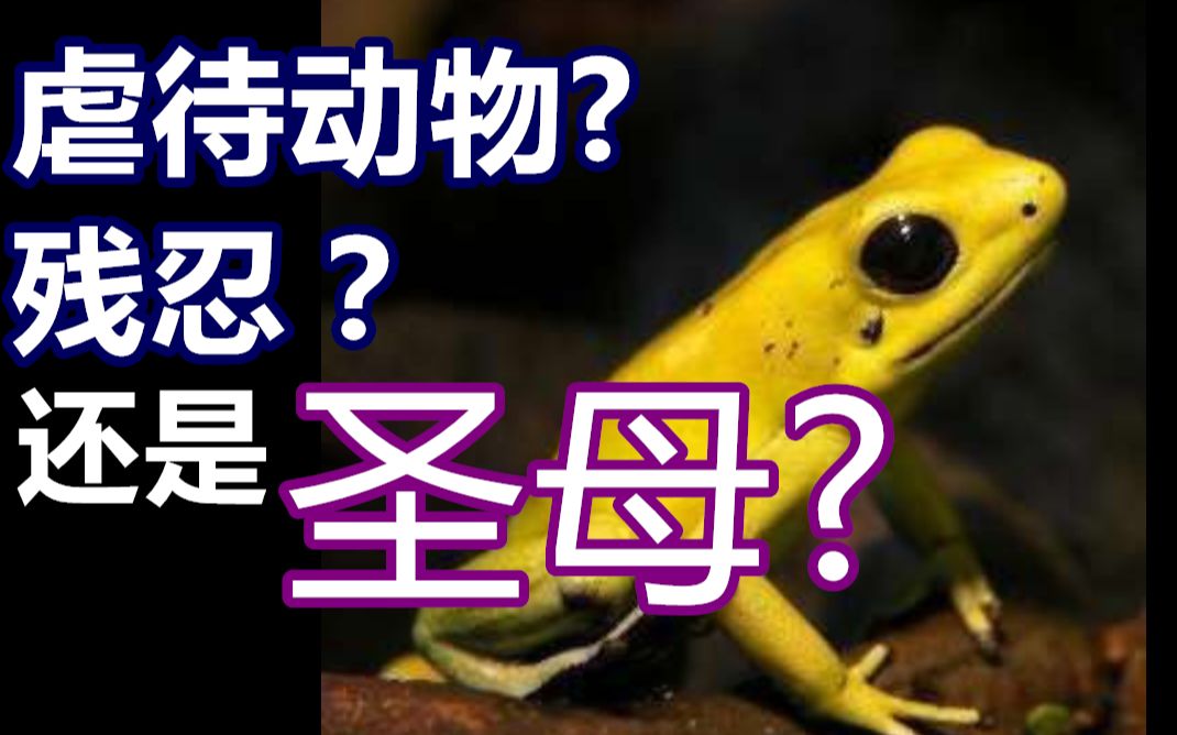 【杂谈】狗肉节? 动物表演? 斗虫? 圣母?萝王 你怎么看?哔哩哔哩bilibili