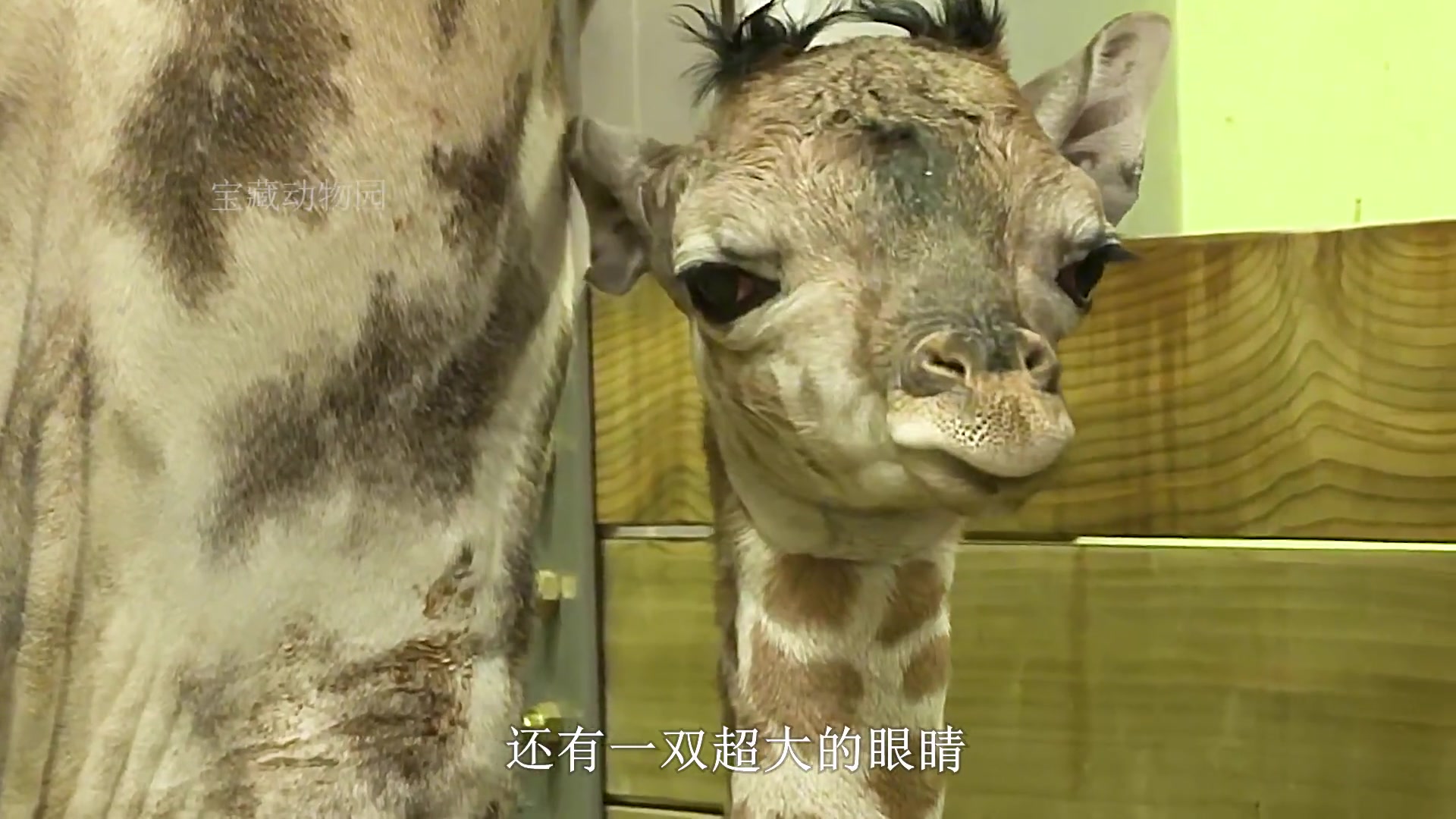 动物园的长颈鹿生下宝宝，谁看孩子都可以，唯独拒绝孩子爸爸看望