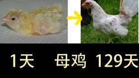 b5a3eb7952b4a31051d80a8cbeadf87377a53945.jpg@280w_158h_1c_100q.jpg