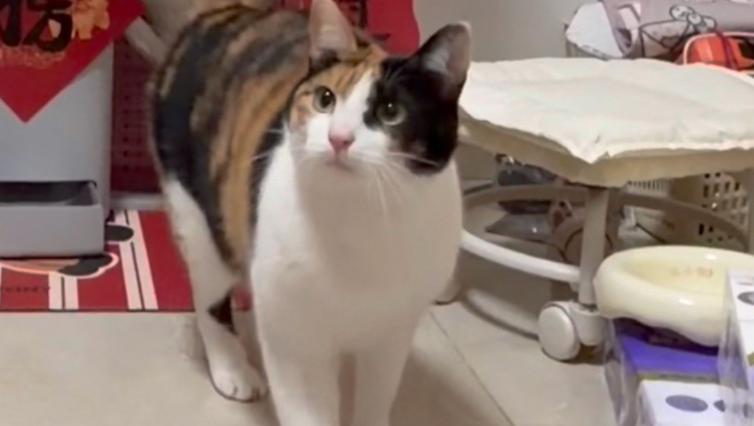 小猫咪弹跳力测试