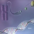 从 DNA 到蛋白质 - 3D