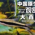 中国原生鱼大百科·第二十期-长麦穗鱼 水墨画里走出的美丽小鱼