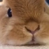 36秒体会养兔兔的快乐