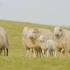 羊的一生｜现代化养殖绵羊和生产羊毛纺织品